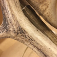 Set 2 lampes de chevet ou de salon "Cerf" avec corne de cerf – Image 5