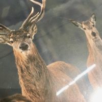 Set cerfs de montagnes: 4 sous-verres et 4 napperons – Image 2